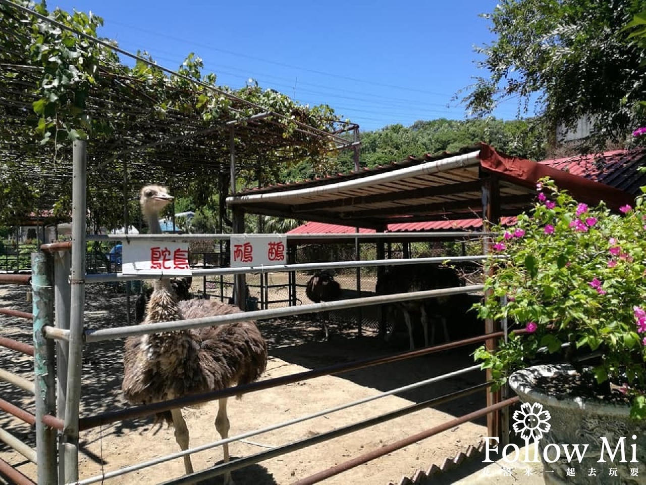 台灣山豬城,台灣水牛城,新北景點,林口區,林口山豬城,林口景點,林口景點 親子,白水牛