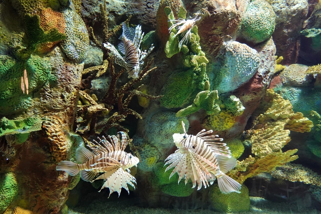 0水族館19.JPG