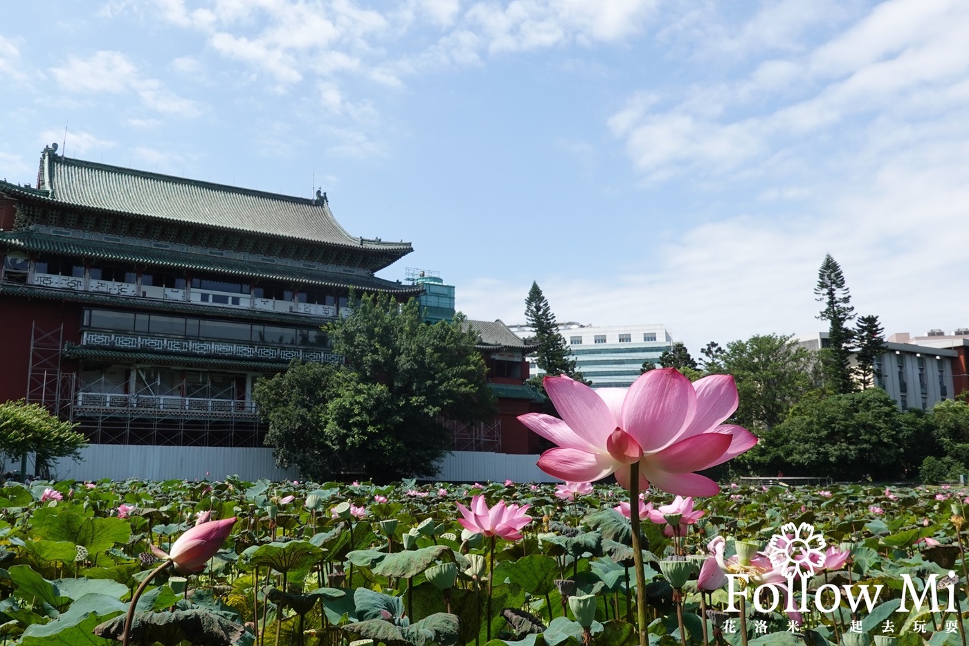 中正區,中正區景點,台北景點,台北植物園,植物園荷花池