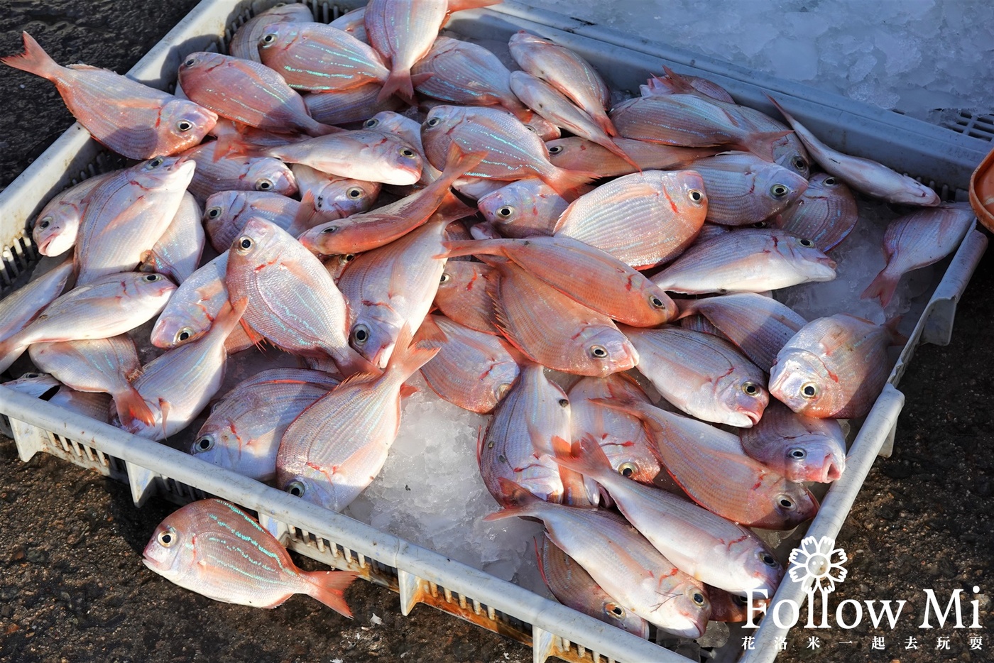 澎湖景點,澎湖魚市場,福朋喜來登,馬公市