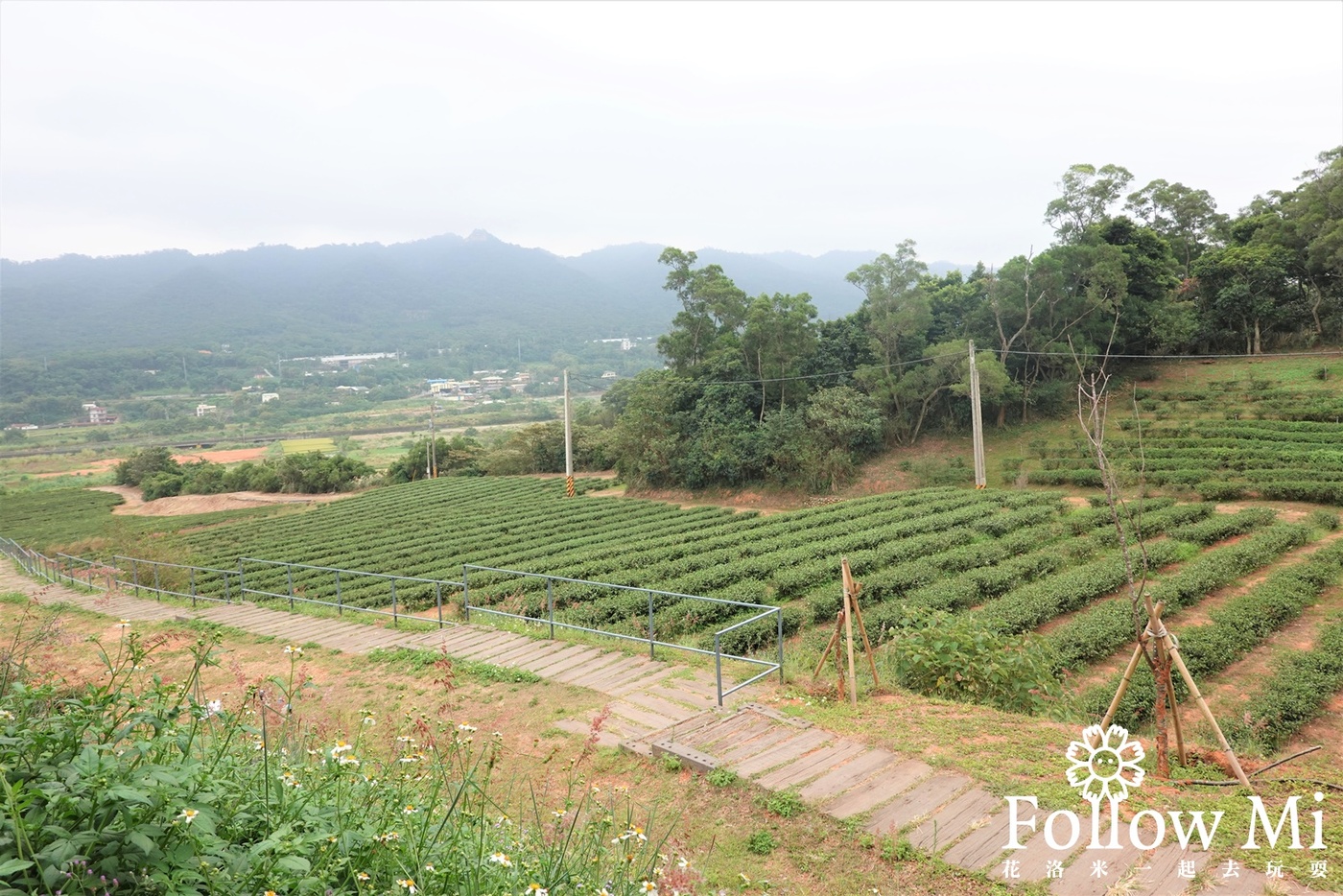 採茶人便當,苗栗景點,銅鑼茶廠,銅鑼鄉