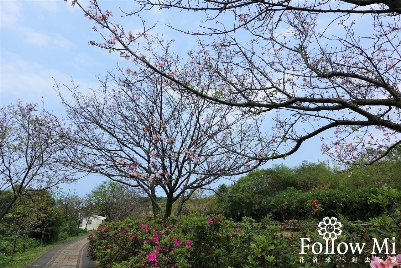 三生步道,三生步道櫻花,三芝區,新北景點
