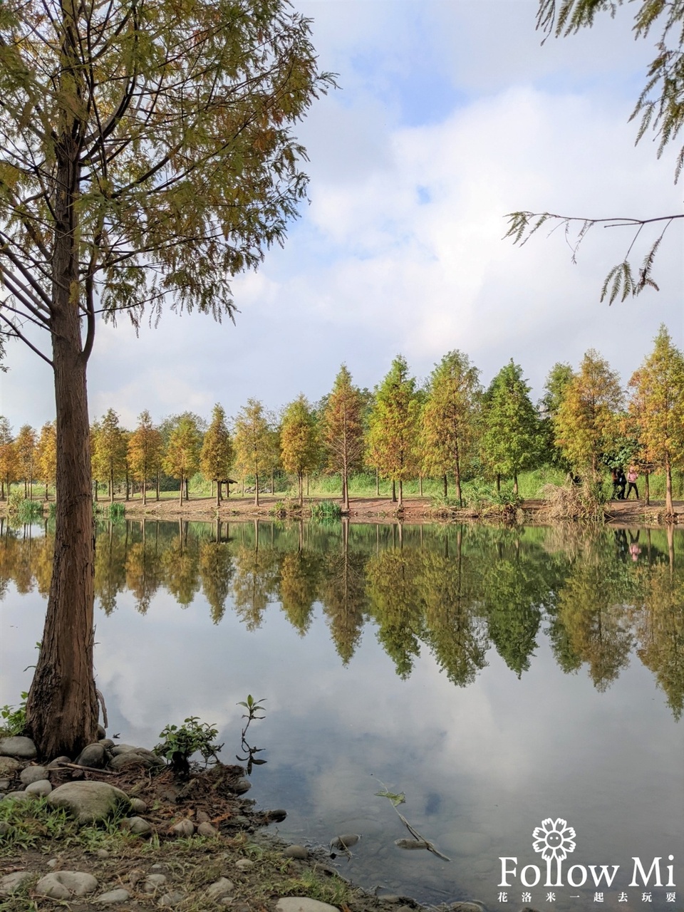 大溪區,月眉人工濕地生態公園,桃園景點,落羽松