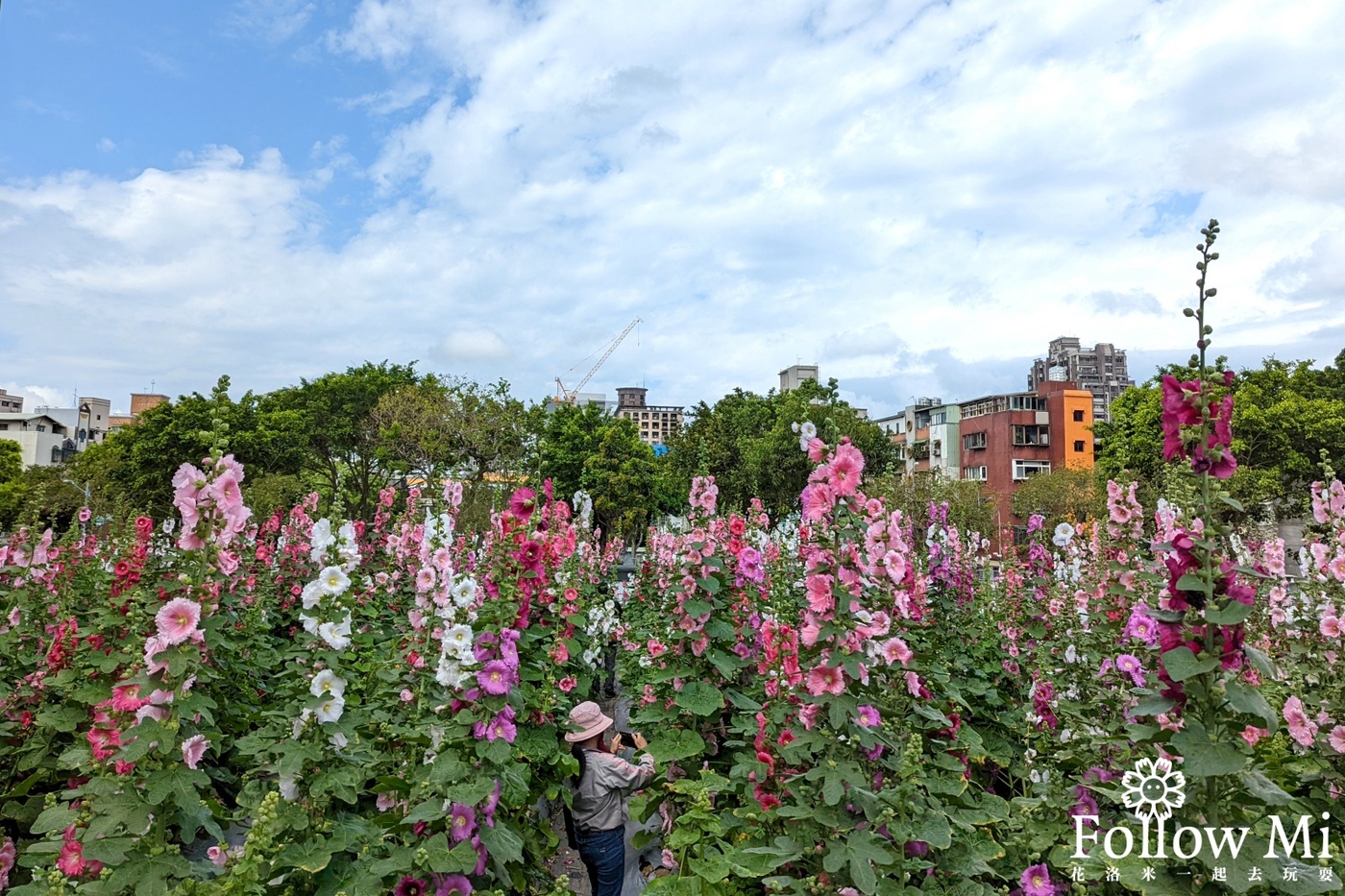 台北景點,捷運奇岩站,蜀葵花海