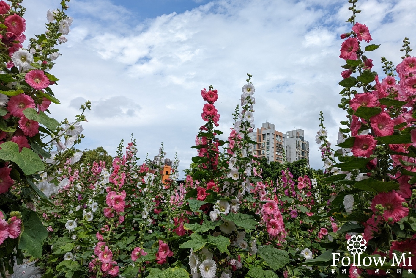 台北景點,捷運奇岩站,蜀葵花海