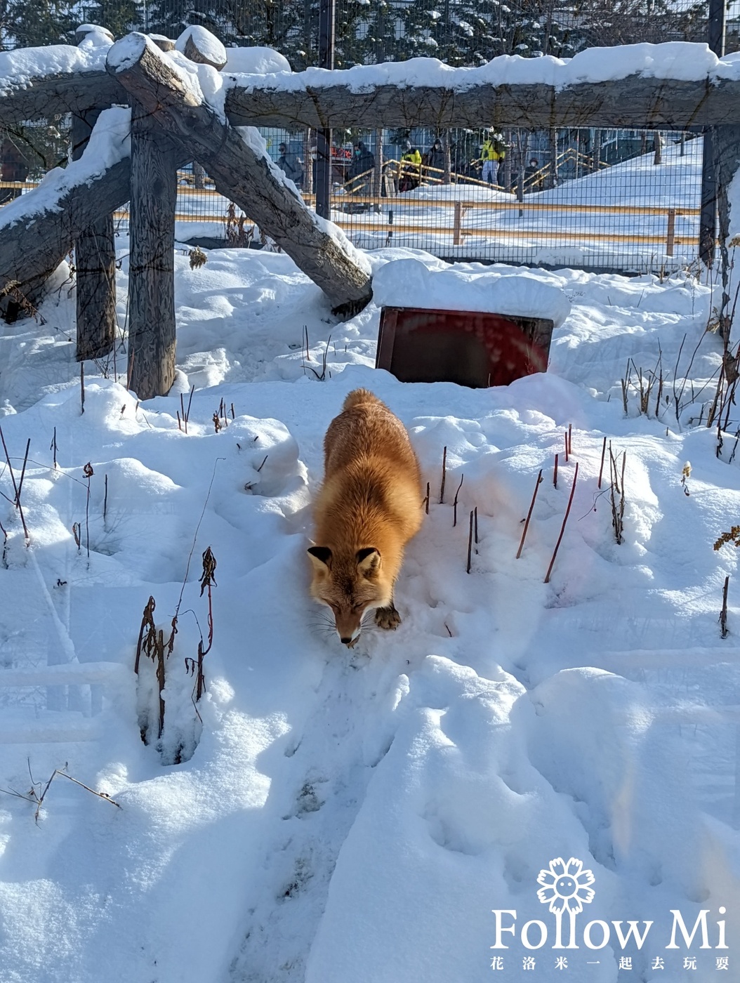 北海道,日本,旭山動物園,旭川