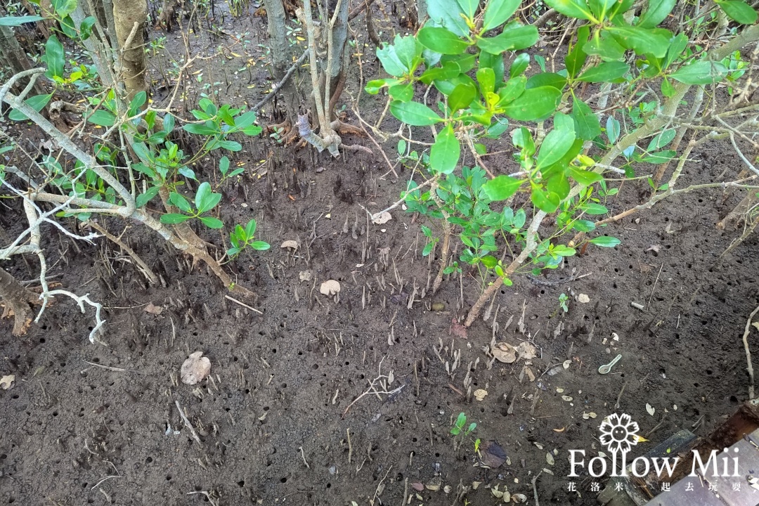 新竹景點,新豐鄉