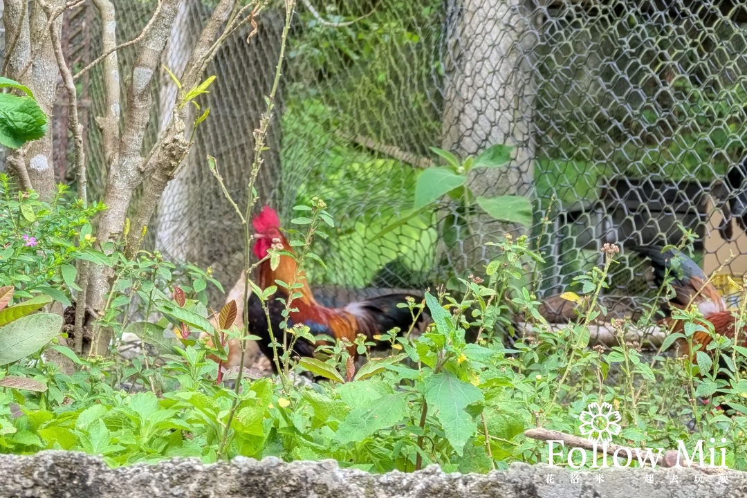 大溪區,有雞料理,桃園美食 大溪區,有雞料理,桃園美食